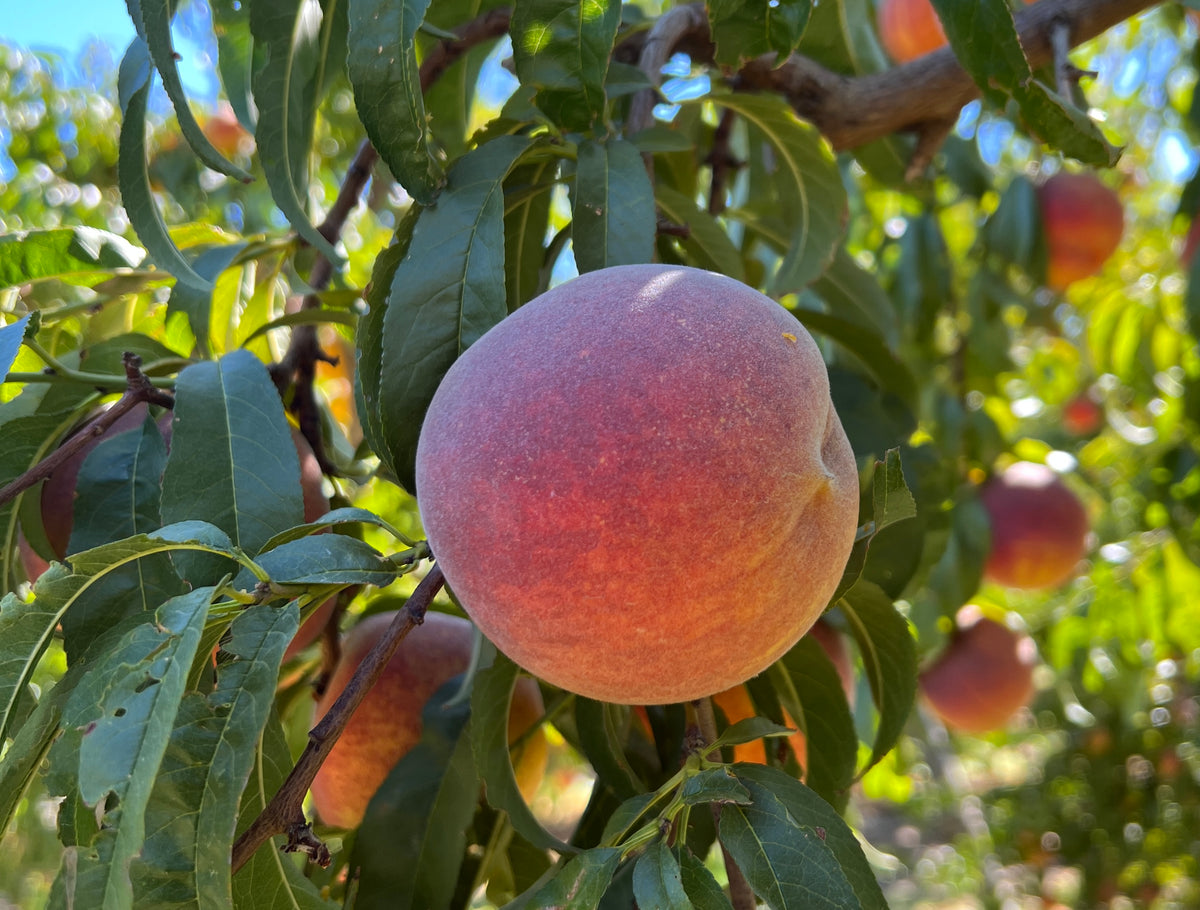 【peach様】専用ページ Late July Peach Varieties for New Jersey – New and Standard